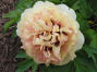 Damask