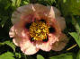 Clytie
