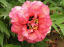 Rose Flame