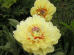 Garden Tresure