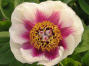 Paeonia X chamaeleon