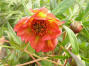 P. delavayi F1