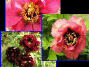 Paeonia lact. paradoxa