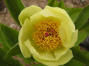 Paeonia mlokosewitschii (orig.)