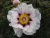 Mme Marie Therese Hermann