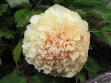 Bijou de Chussan