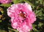 Duchesse de Morny