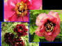 Duchesse of Marlborough