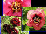 Duchesse of Marlborough
