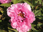 Duchesse de Morny