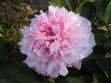 Madame de Vatry