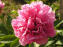 Carnation Bouquet