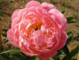 Pink Hawaiian Coral