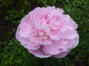 Pink Tinkerbell