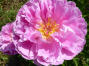 Pink Delight