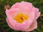 Pink Princess
