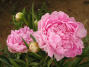 Pink Giant