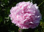 Pink Radiance