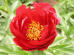 Red Red Rose