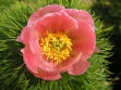 Paeonia tenuifolia "Rosea"