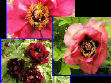 Paeonia wittmania var macrophylla