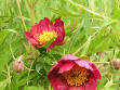 Paeonia potaninii