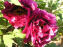 Ruby Port
