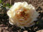 Royal Souvereign