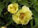 Golden Souvereign