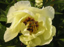 Golden Vanitie