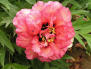 Rose Flame