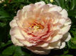 Canary Brilliants