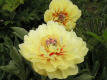Garden Tresure