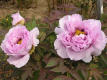 Springtime Glory