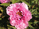 Duchesse de Morny
