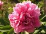 Carnation Bouquet