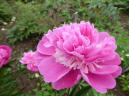Edulis Superba
