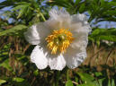 Early Windflower
