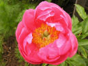 Lovely Rose