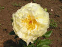 Lemon Chiffon