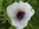 Late Windflower