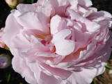 Norma Volz