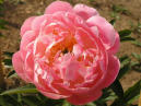 Pink Hawaiian Coral