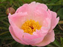 Pink Princess