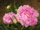 Pink Giant