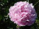 Pink Radiance