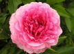 Rose Heart