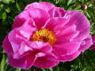 Rose Noble