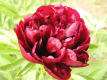 Red Satin