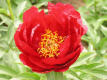 Red Red Rose